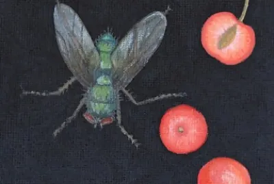 fly