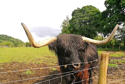 Schottland Rind