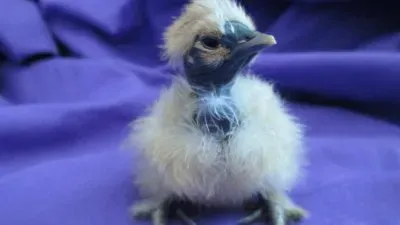 Cute Baby Chick jigsaw puzzle