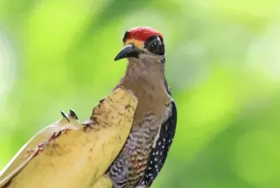 ImÃ¡genes jigsaw puzzle