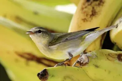 ImÃ¡genes jigsaw puzzle