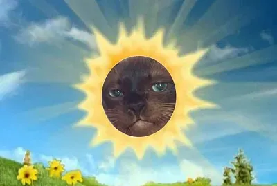 Gato sol