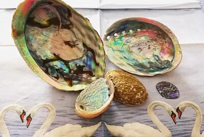 Pauamuscheln