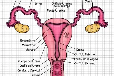 Aparato reproductor femenino