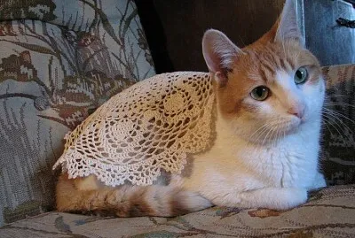 Gato abuela