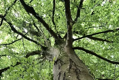 Tree canopy summer jigsaw puzzle