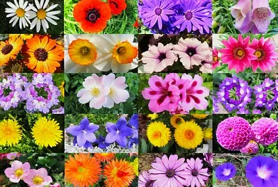 Blüten