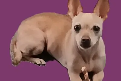 Miss Molly