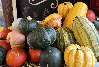 פאזל של Display of autumn squash