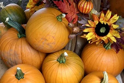 פאזל של Display of orange pumpkins