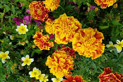 Blumenbeet