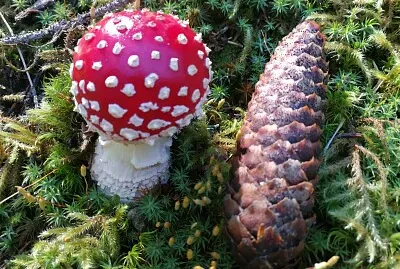 Fliegenpilz jigsaw puzzle