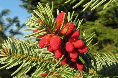 blühende Tanne