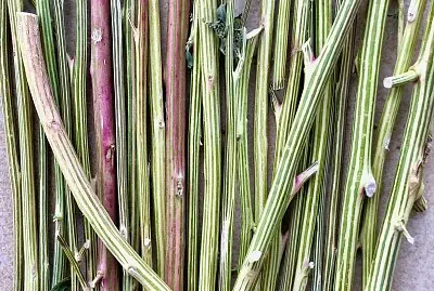 Striped stems: Fat Hen