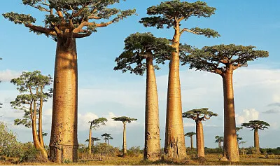 Palmeras Araucaria