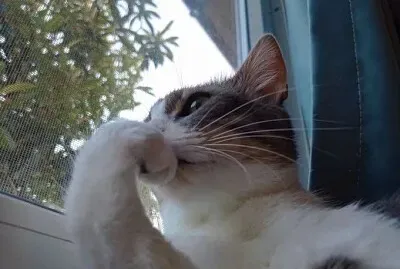 Gato pensando jigsaw puzzle