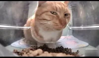 Gato sospecha jigsaw puzzle