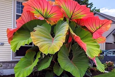 פאזל של imagem