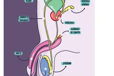ORGANOS GENITALES INTERNOS MASCULINOS