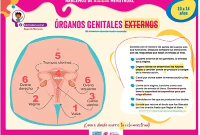 GENITALES EXTERNOS FEMENINOS jigsaw puzzle