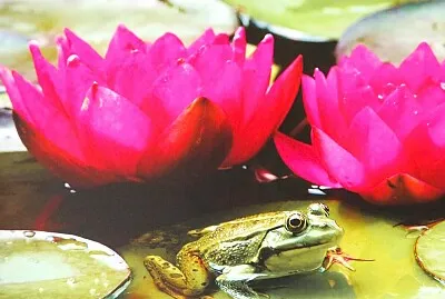 Lotusblüte jigsaw puzzle