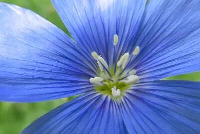 Blüte jigsaw puzzle