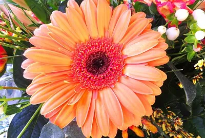 Blüte jigsaw puzzle
