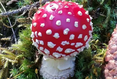 Fliegenpilz jigsaw puzzle