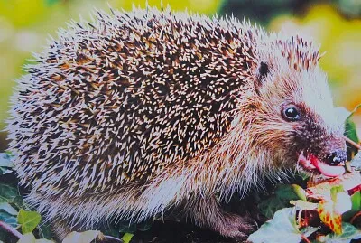 Igel