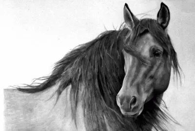 Caballos9 jigsaw puzzle