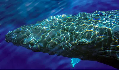 Cabeza de Ballena jigsaw puzzle
