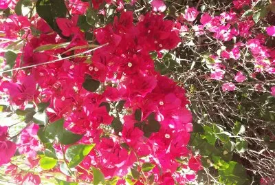 fotos de mi patio jigsaw puzzle