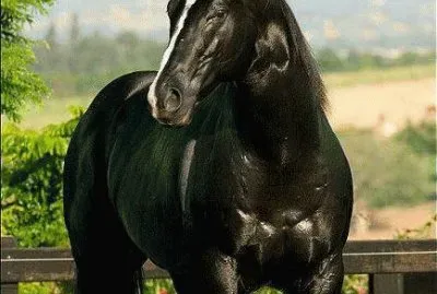 caballo 10 jigsaw puzzle