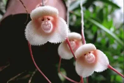 ImÃ¡genes jigsaw puzzle