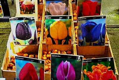 Tulpen aus Amsterdam