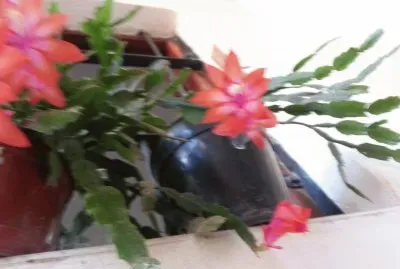 santa teresita jigsaw puzzle