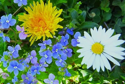 Blüten jigsaw puzzle