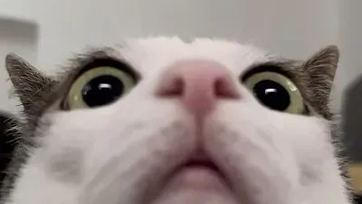 Gato