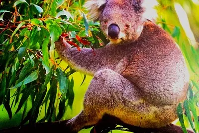 Koala-Bär