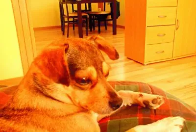 MASCOTAS jigsaw puzzle