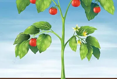 partes de una planta