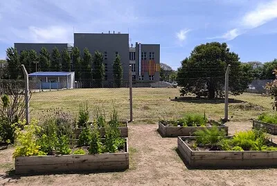 Plantas de la Huerta Escolar2