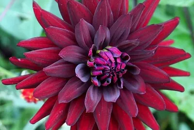 Flor roja