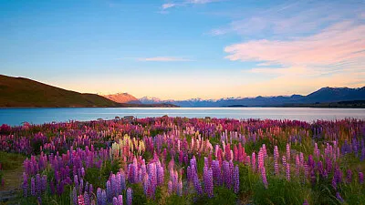 Paisaje con flores y montañas.
