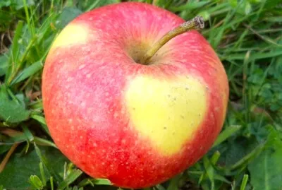 Apfel