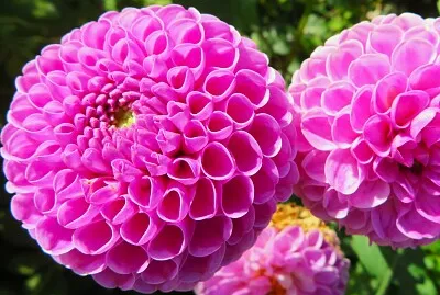 Dahlie