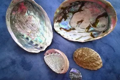 פאזל של Paua-Muscheln
