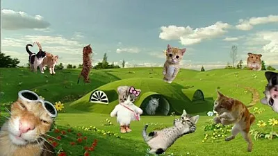 Gatos de paseo