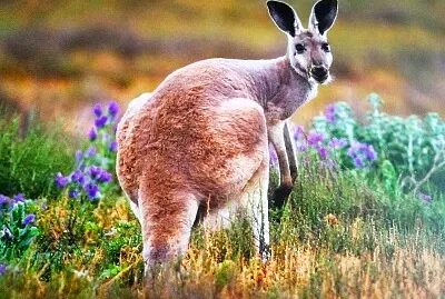 פאזל של Känguruh