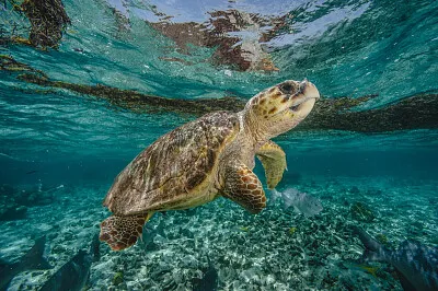 פאזל של Tortuga